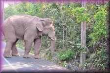 Olifant